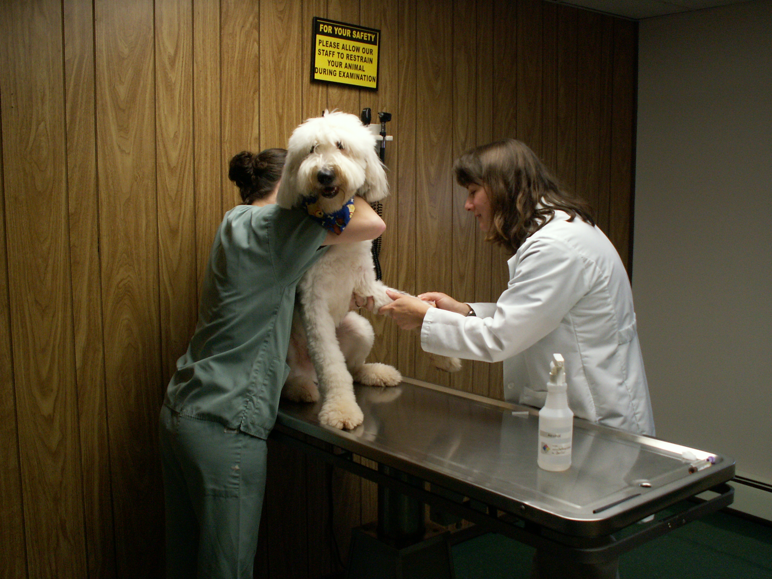 dog exam