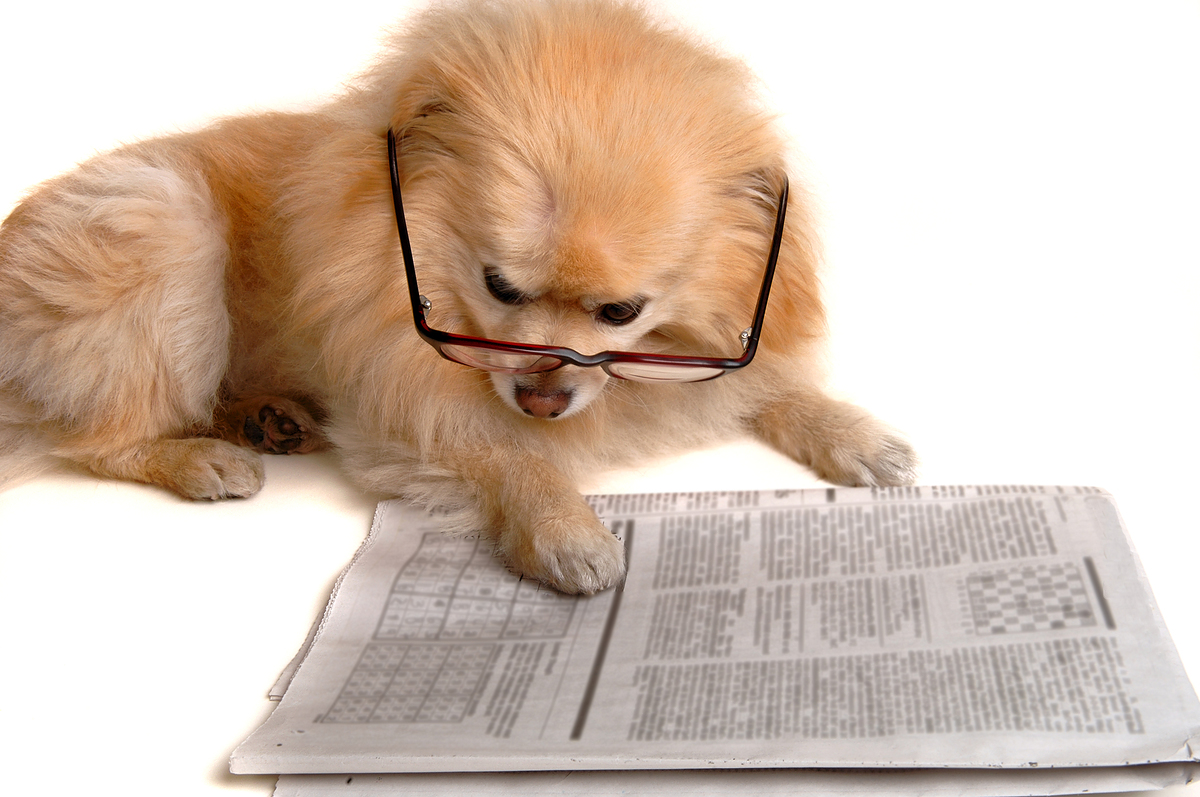 dog with newspaper